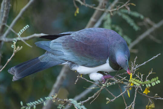 Image of kowhai