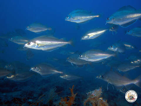 Image of Capelin