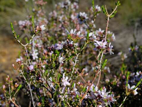 Image de Agathosma spinescens Dümmer