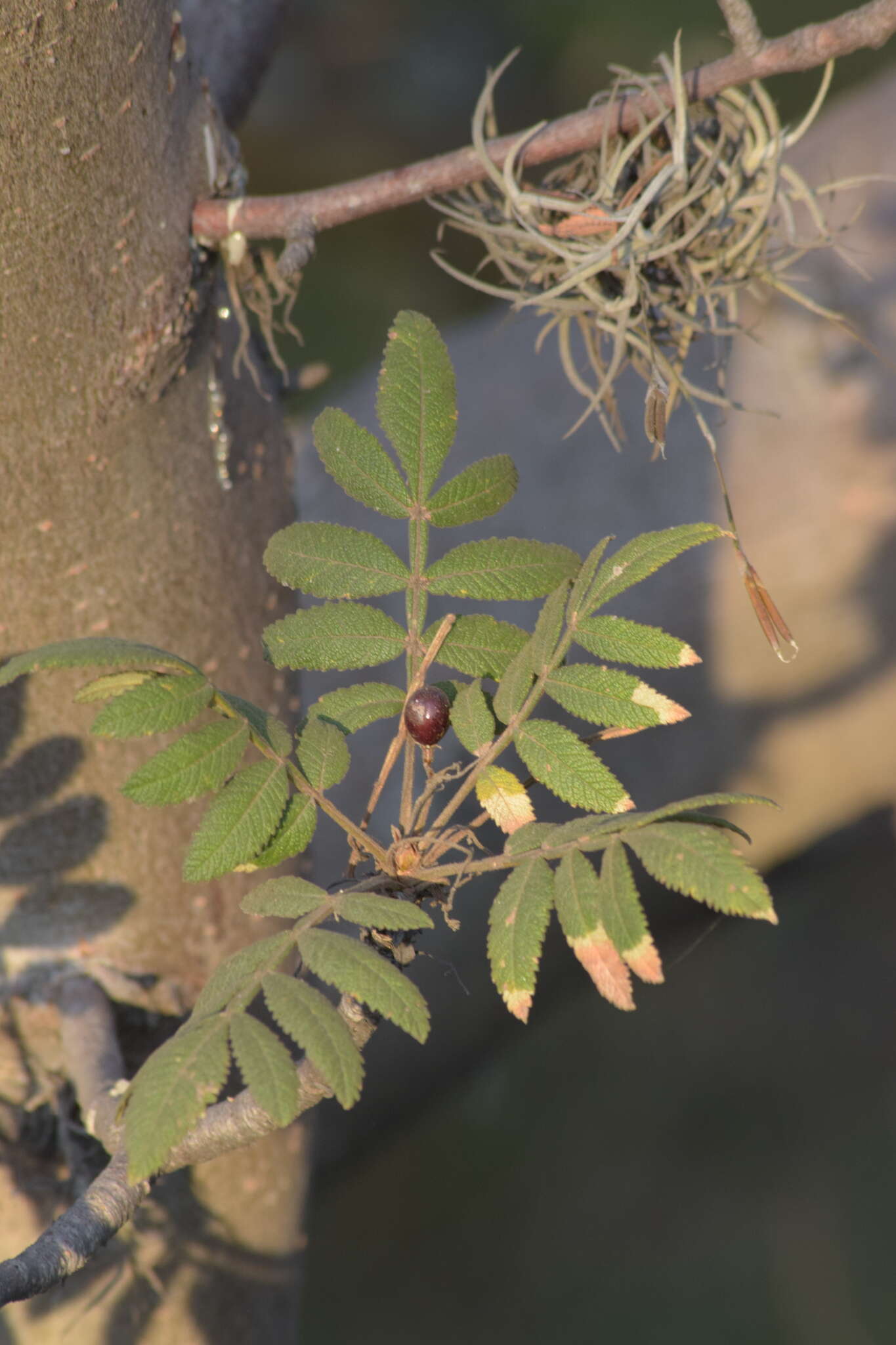 Image of Bursera cuneata (Schltdl.) Engl.