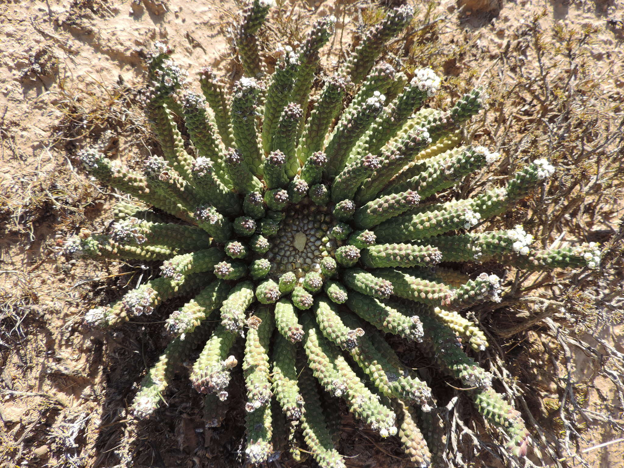 Euphorbia esculenta Marloth resmi