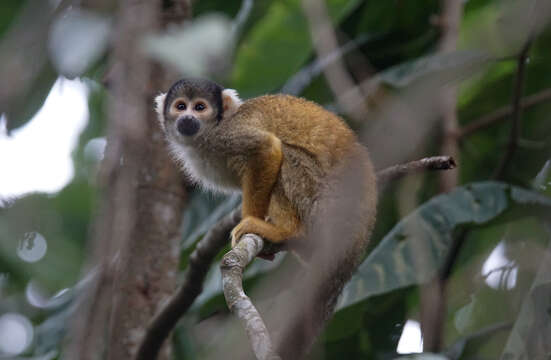 Image of Bolivian squirrel monkey