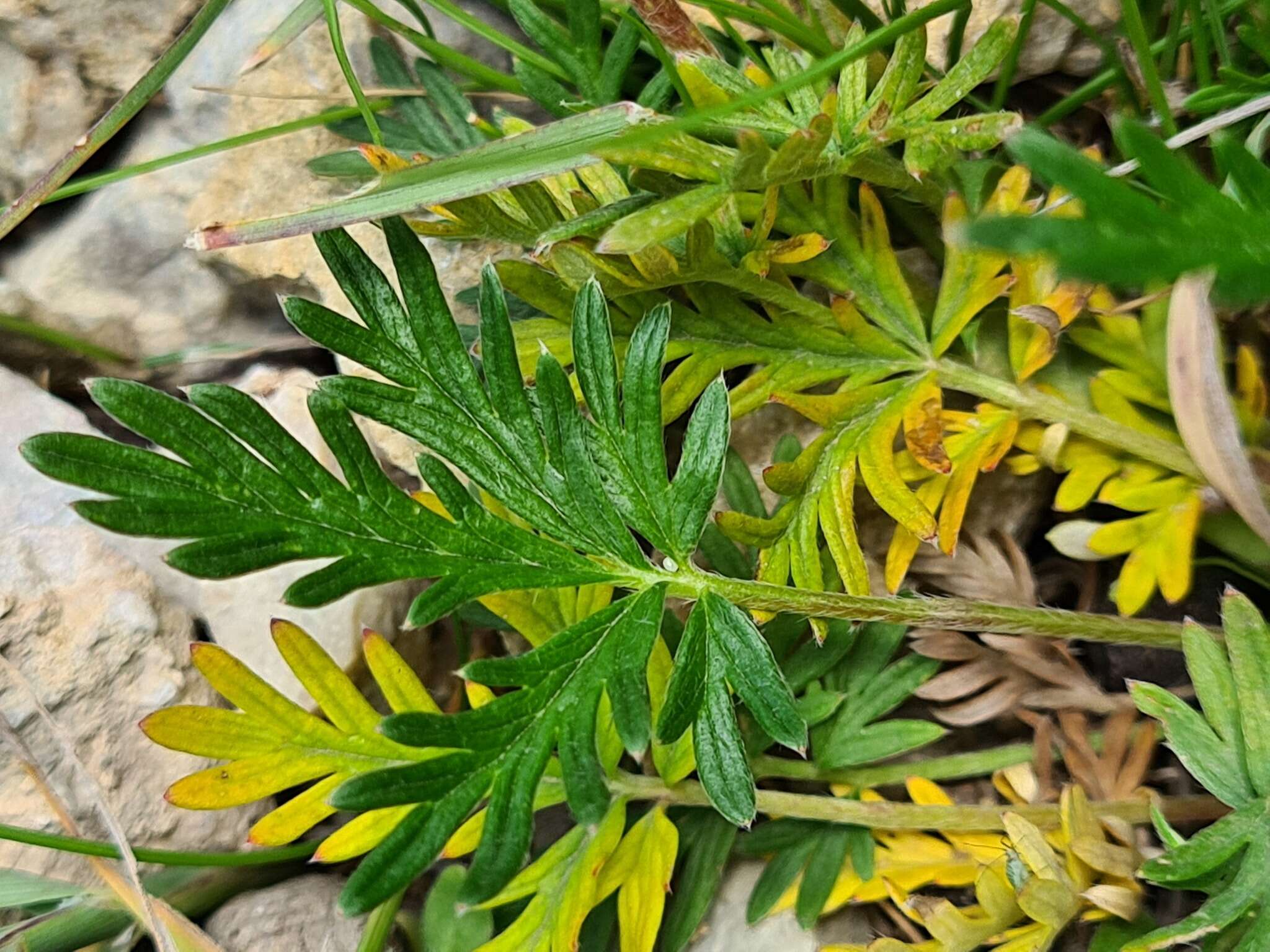 Image of Potentilla daghestanica J. Soják