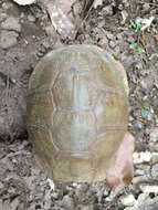 Image of Three-toed box turtle