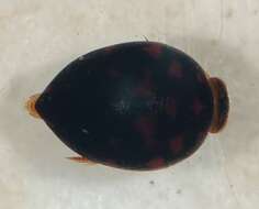 Image de Suphis