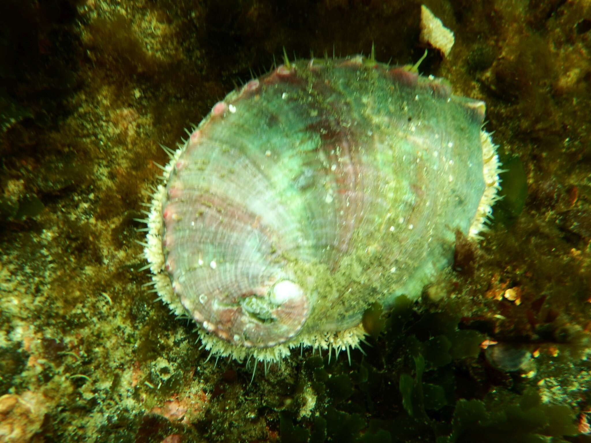 Image of Northern Abalone