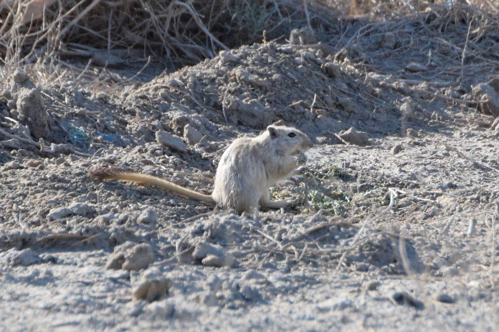 Image of Great Gerbil