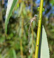 Image of Archilestes californicus McLachlan 1895