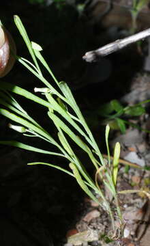 صورة Rhodanthe laevis (A. Gray) P. G. Wilson