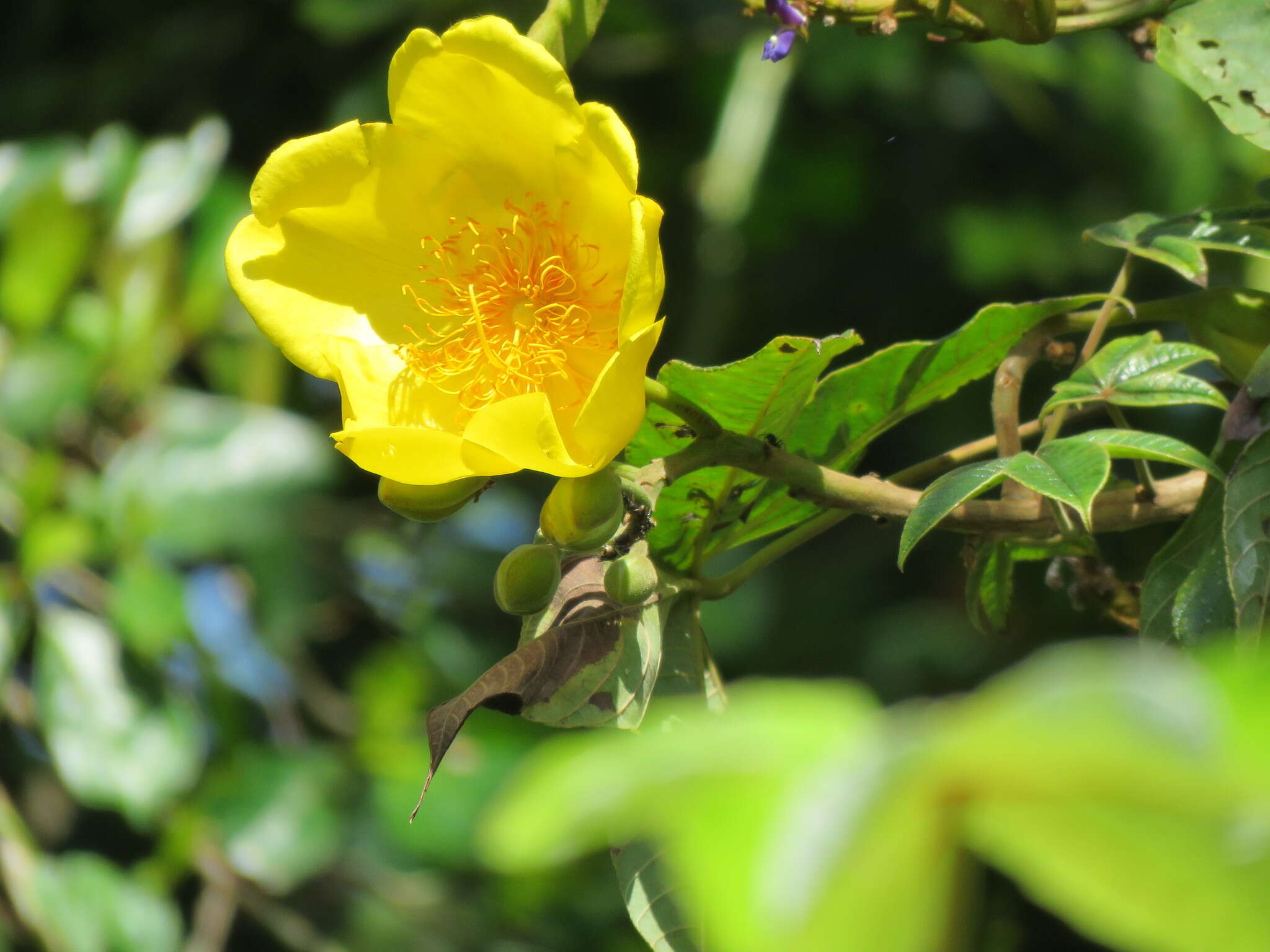 Image of silk cottontree