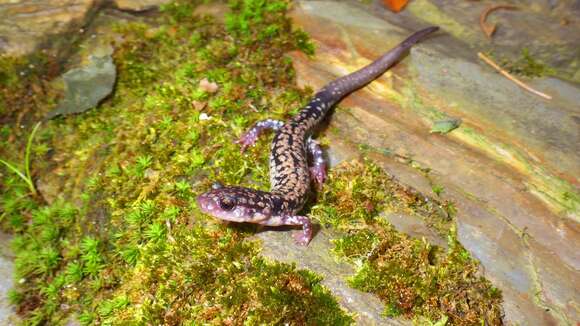 Image of Caddo Mountain Salamander