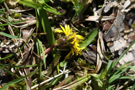 Image de Taraxacum palustre (Lyons) Symons