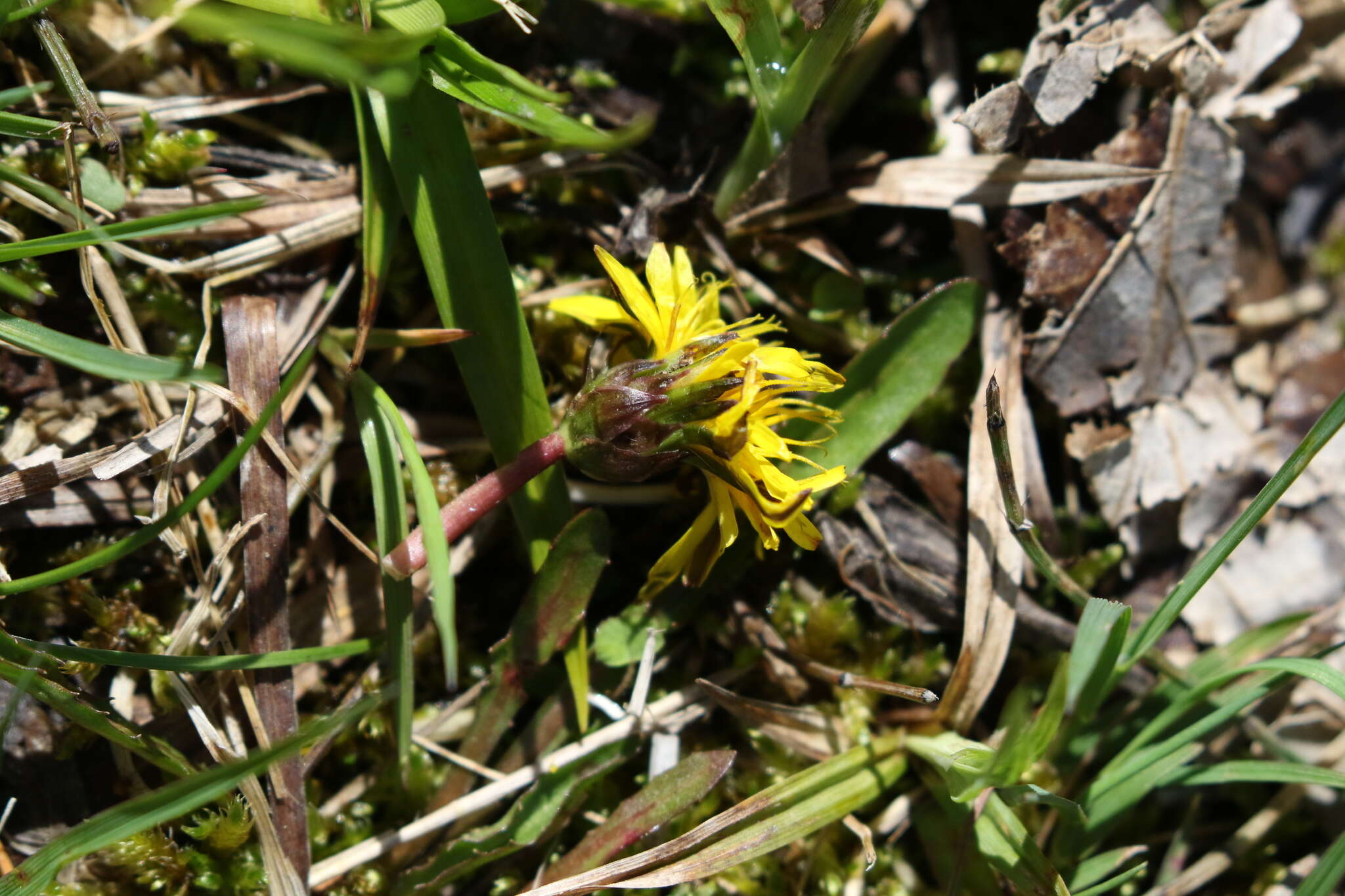 Plancia ëd Taraxacum palustre (Lyons) Symons