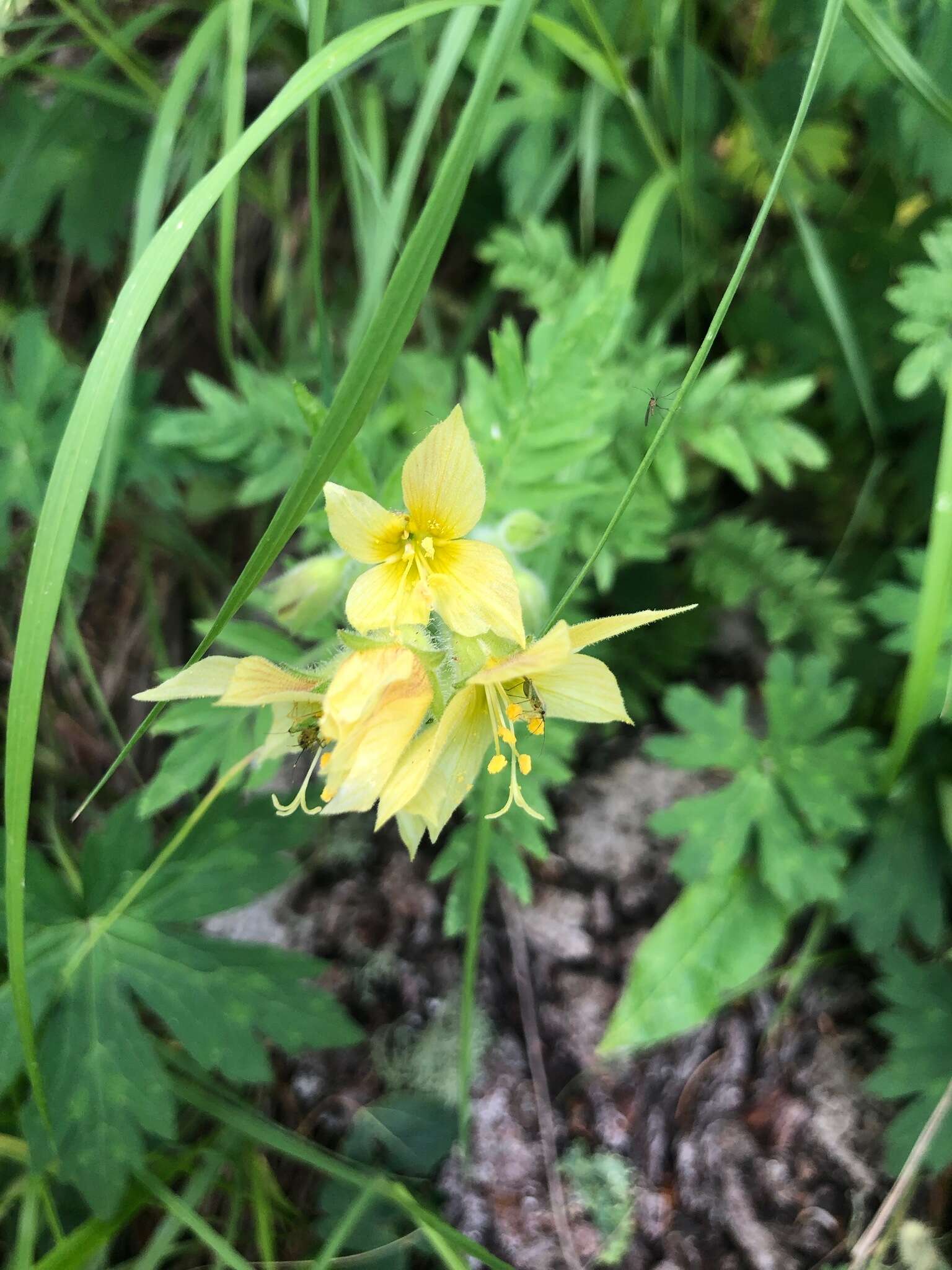 صورة Polemonium foliosissimum var. flavum (Greene) Anway