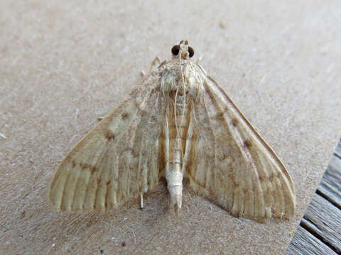 Image of Serpentine Webworm