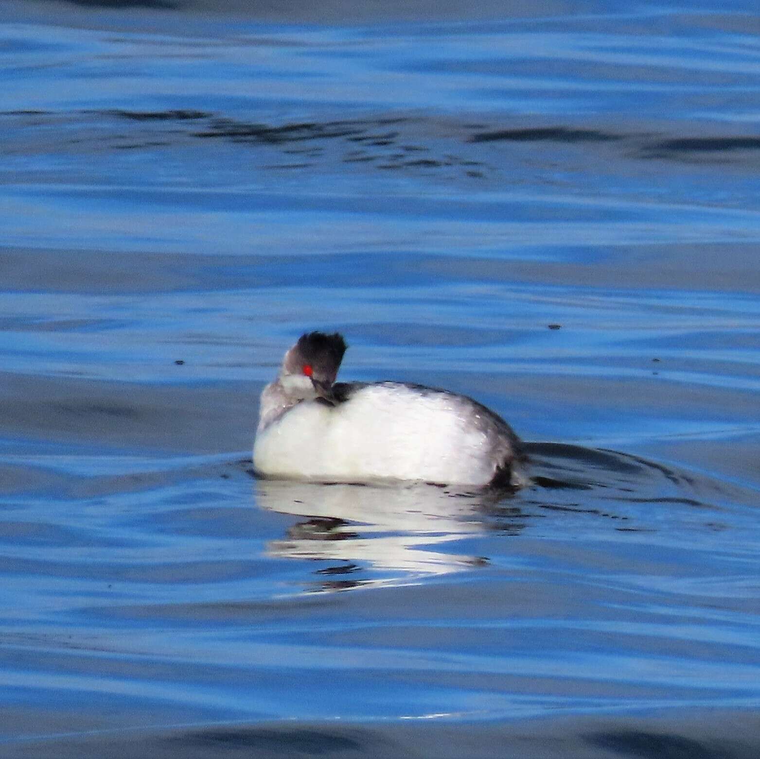 Image of Podiceps nigricollis gurneyi (Roberts 1919)