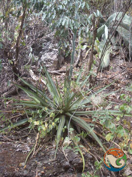 Sivun Agave angustiarum Trel. kuva