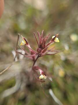 Image of purplebeak owl's-clover