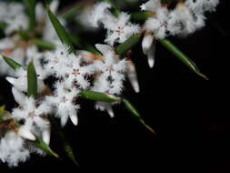 Image of Leucopogon ericoides (Sm.) R. Br.