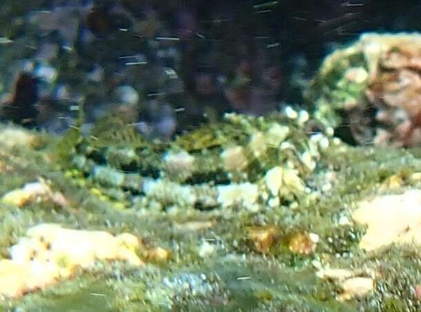 Image of Belted blenny