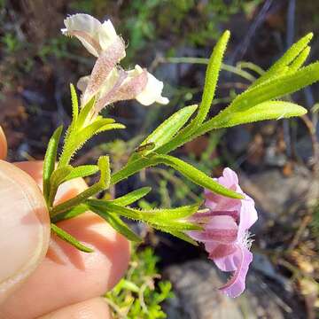 Image de Coopernookia barbata (R. Br.) Carolin