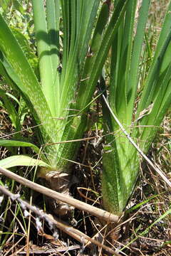 Aloe cooperi Baker resmi