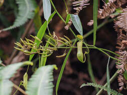 Image of Nepenthes tobaica Danser