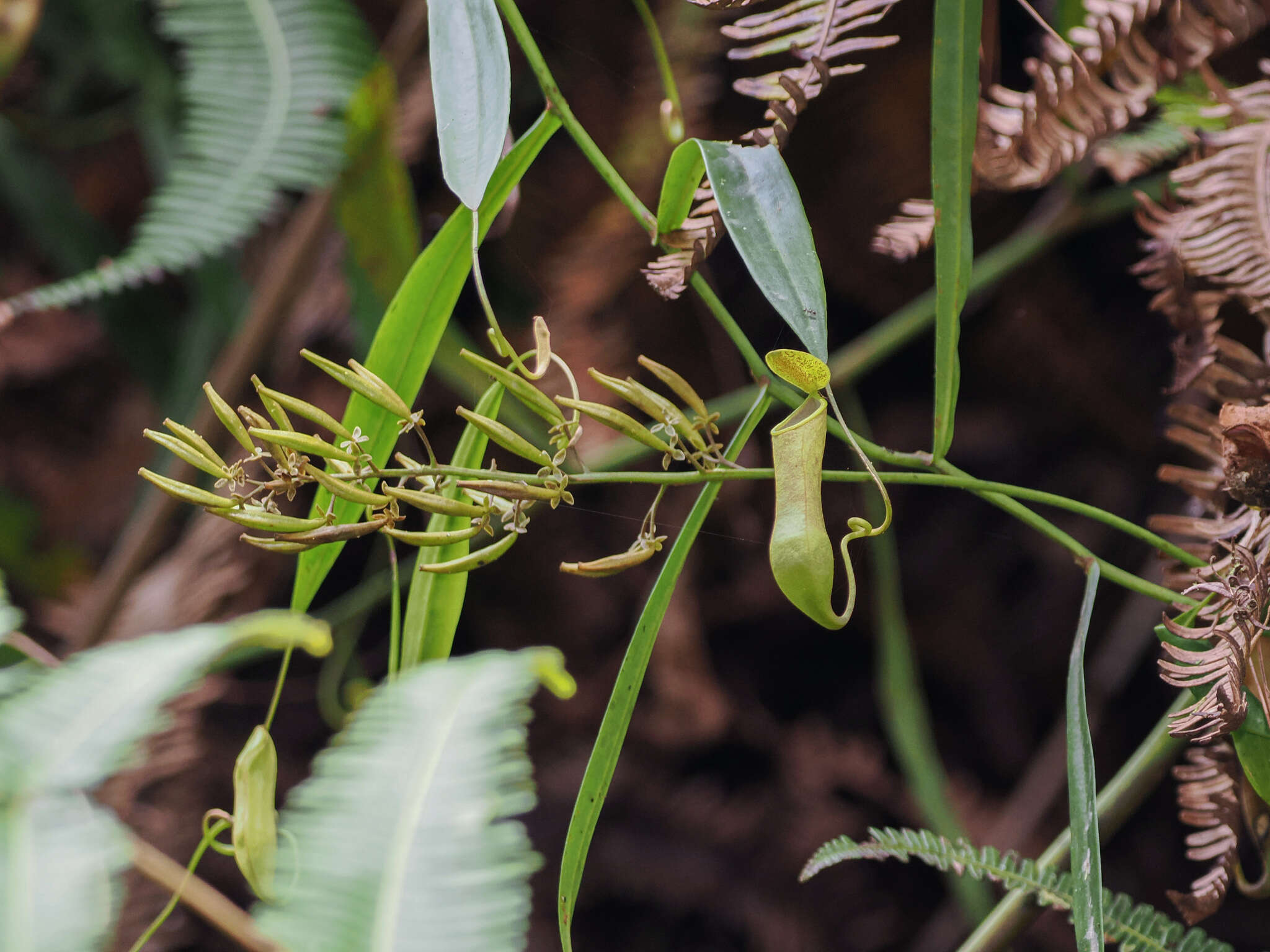 Image of Nepenthes tobaica Danser