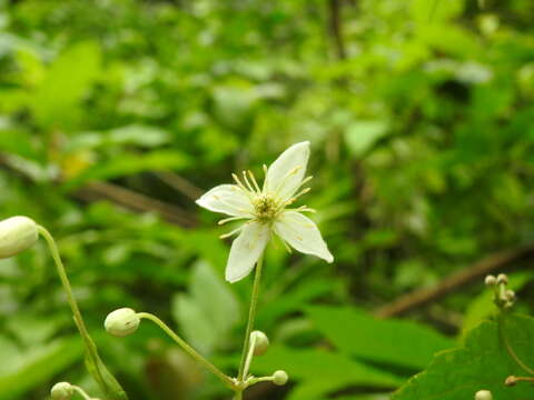 Clematis hirsuta Guill. & Perr.的圖片