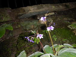 Image of Boea hygroscopica F. Muell.