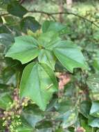 Imagem de Acer buergerianum var. formosanum (Hayata) Sasaki