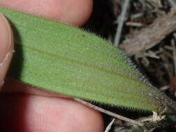 Image de Caladenia flava subsp. maculata Hopper & A. P. Br.