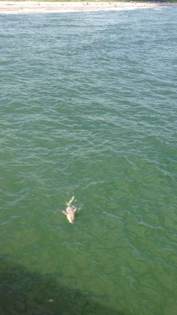 Image of Blacktip Shark