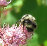 Image of Bombus vancouverensis nearcticus Handlirsch 1888