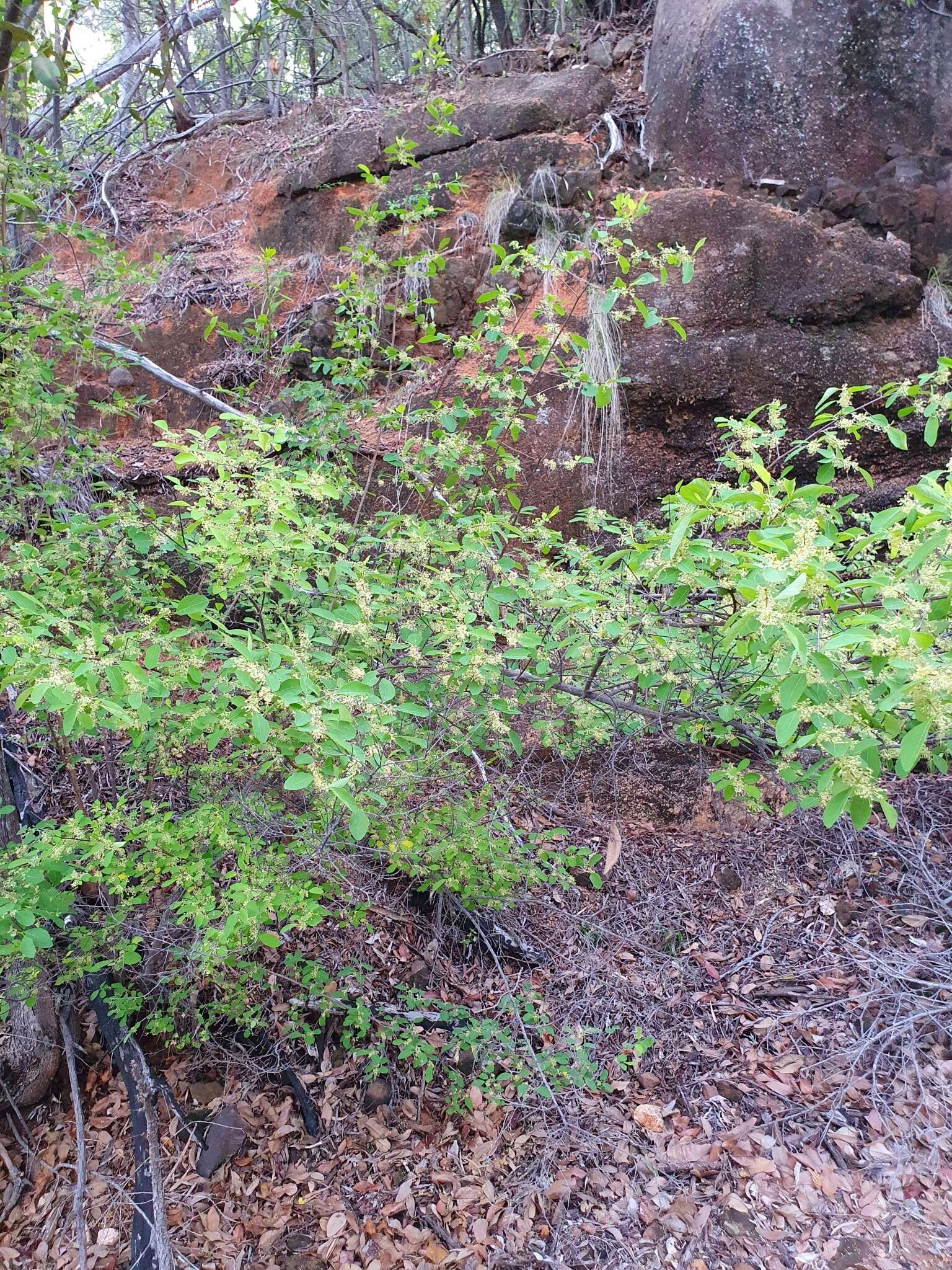 Image of Flueggea virosa subsp. melanthesoides (F. Muell.) G. L. Webster