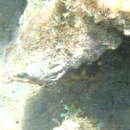 Image of banded clinging crab