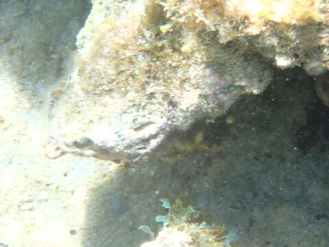 Image of banded clinging crab