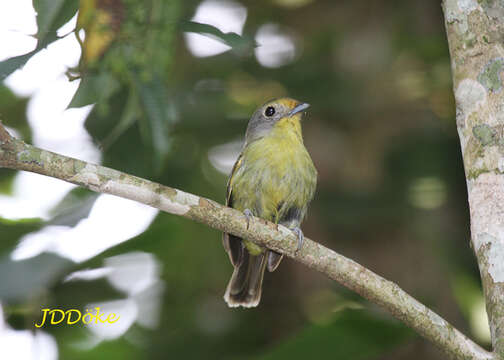 Piprites chloris (Temminck 1822)的圖片