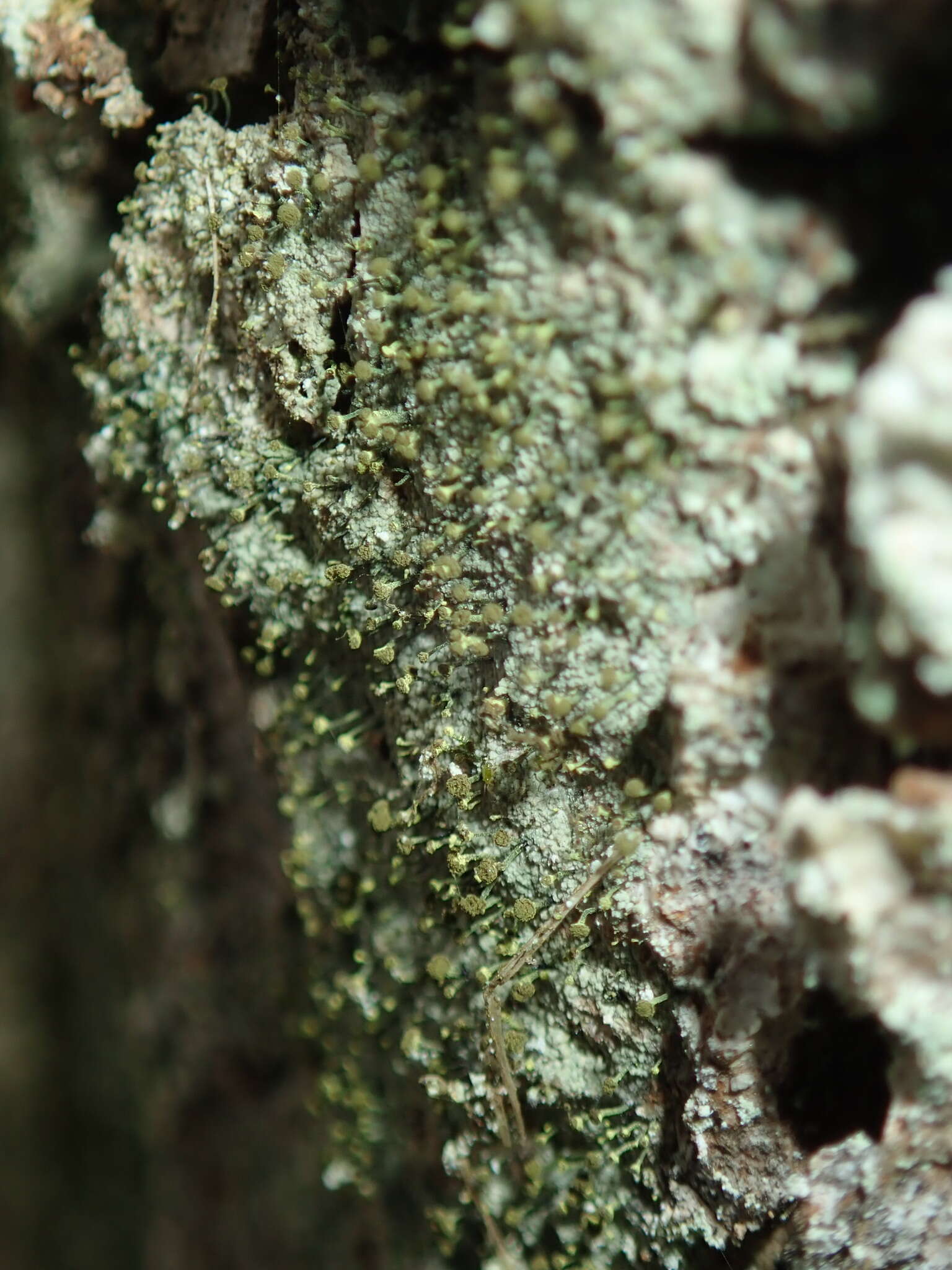 Image of needle lichen