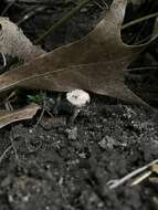 Image of Inocybe putilla Bres. 1887