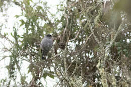 Image of Crested Cotingas