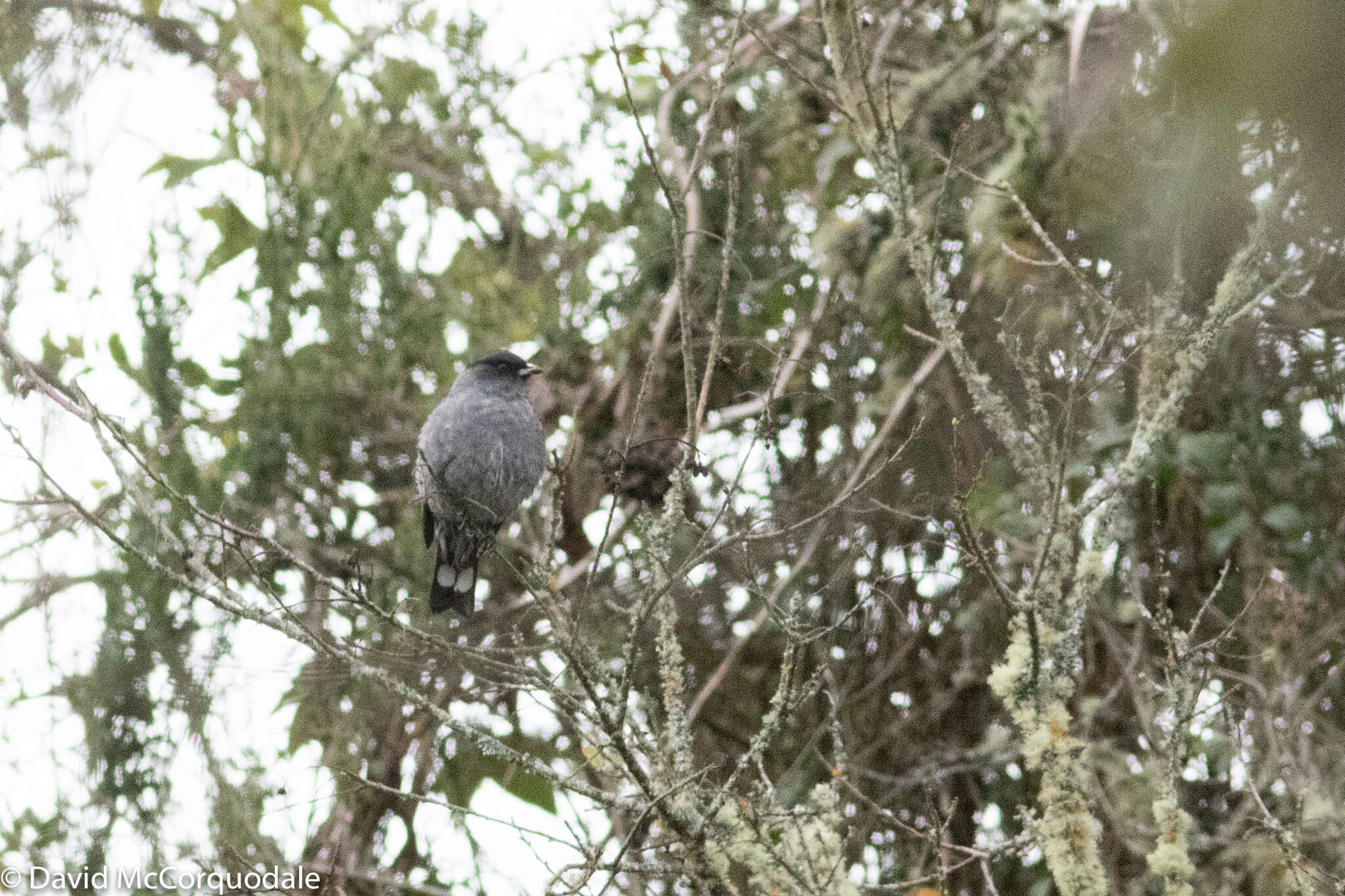 Image of Crested Cotingas