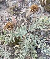 Image of hoary balsamroot