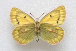 Image of Colias ladakensis Felder & Felder 1865