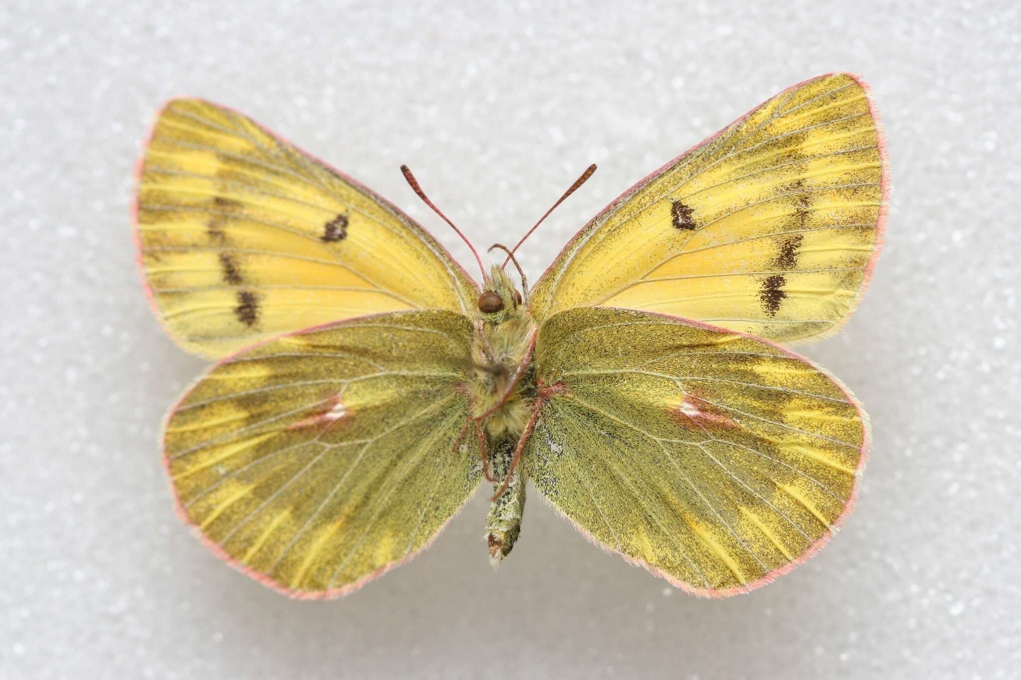 Image of Colias ladakensis Felder & Felder 1865