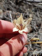 Image de Gladiolus floribundus Jacq.