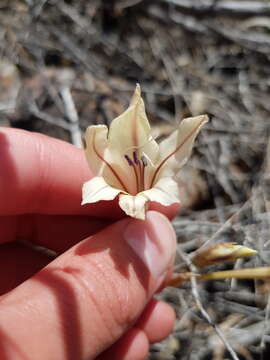 Image of Gladiolus floribundus Jacq.