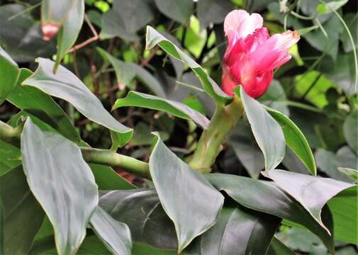 Image de Costus atlanticus