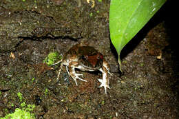 Sivun Leptodactylus wagneri (Peters 1862) kuva