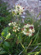 Image of Knowltonia vesicatoria subsp. grossa H. Rasmussen